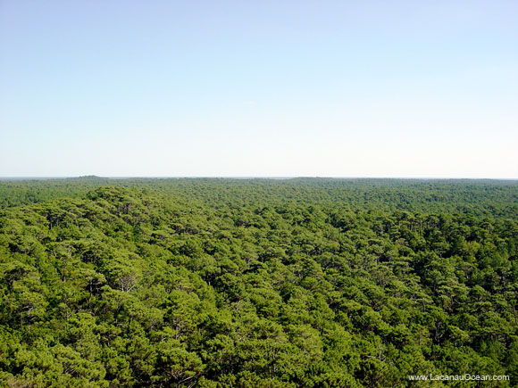 La forêt des Landes de Gascogne