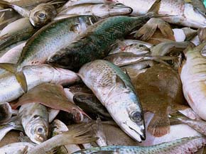 P&ecirc;che en Mer &agrave; Lacanau Oc&eacute;an