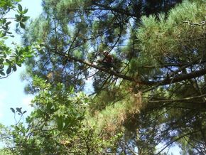 abattage d'un arbre est toujours une op&eacute;ration d&eacute;licate