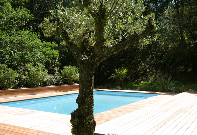 plantes et jardin - grand olivier