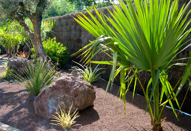palmier jardin lacanau medoc ocean