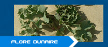 Flore dunaire en gironde