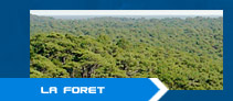la foret