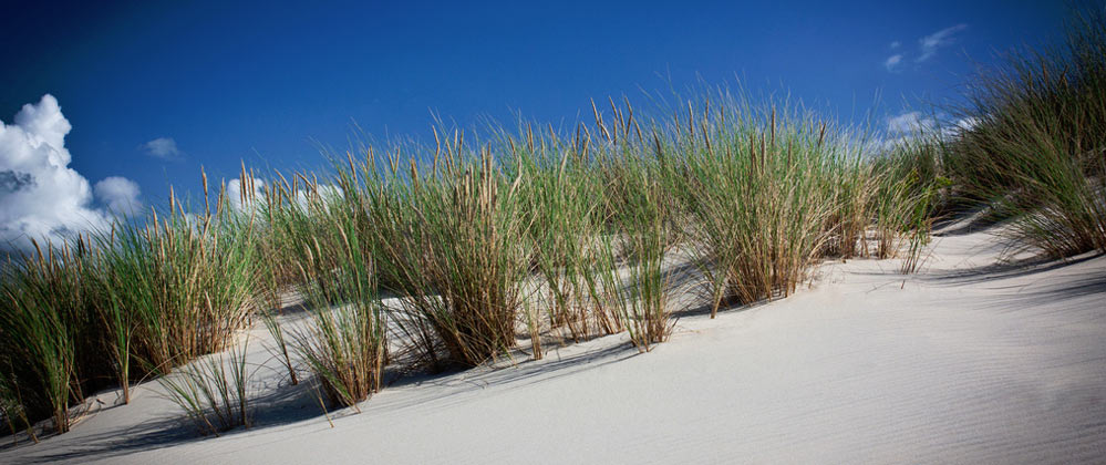 dune et oyat de lacanau