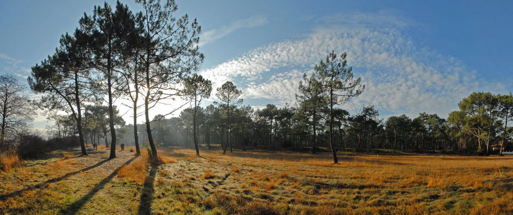 foret de pins maritime lacanau medoc