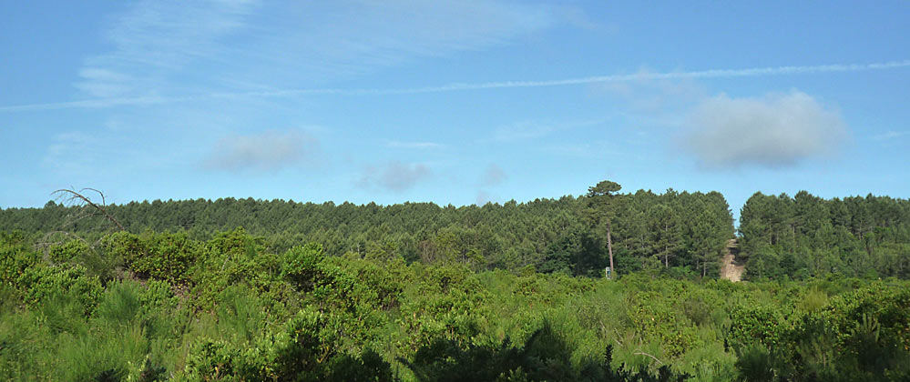 dune et foret de pin