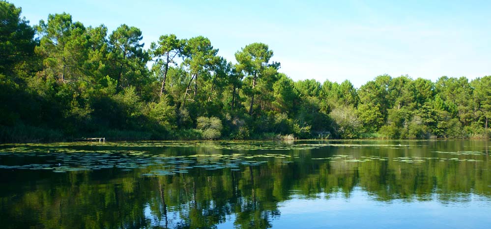 baie des nenufar longarisse